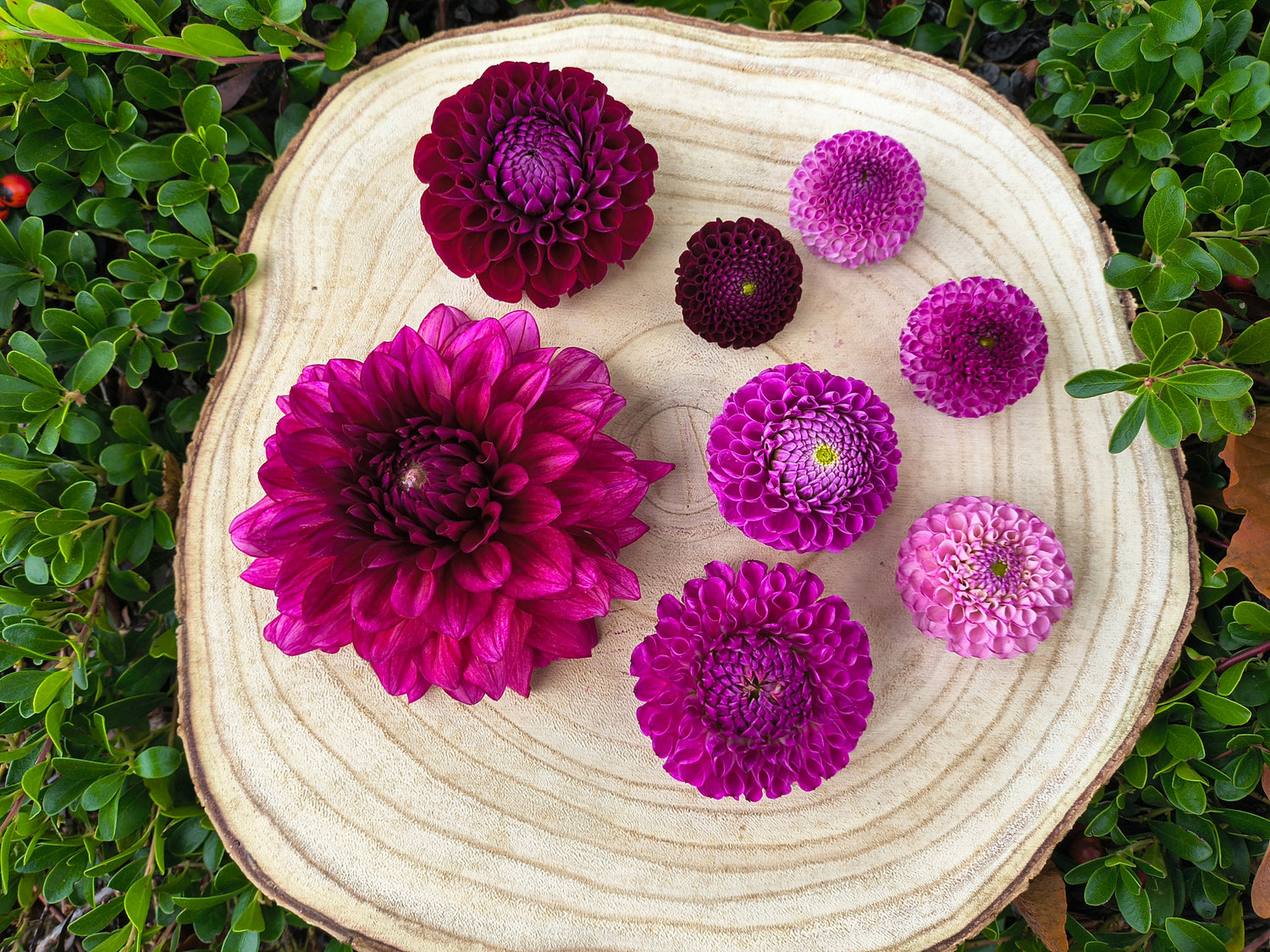 Purple dahlia blooms 